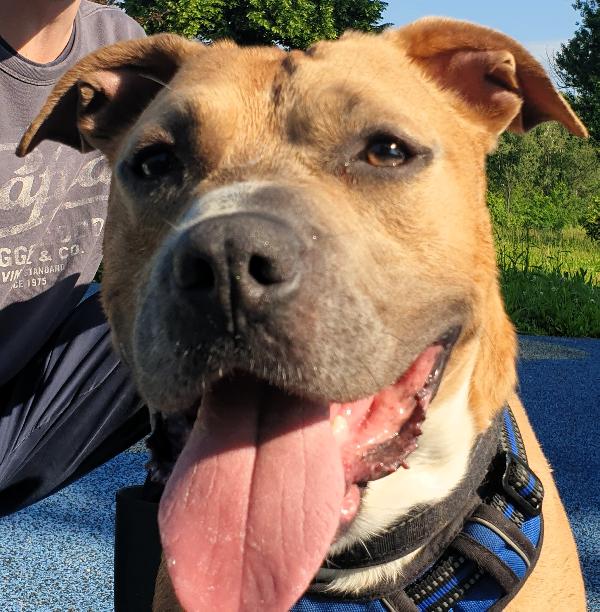Otto Pit Bull